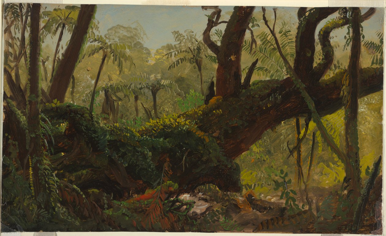 Yağmur Ormanı, Jamaika by Frederic Edwin Church