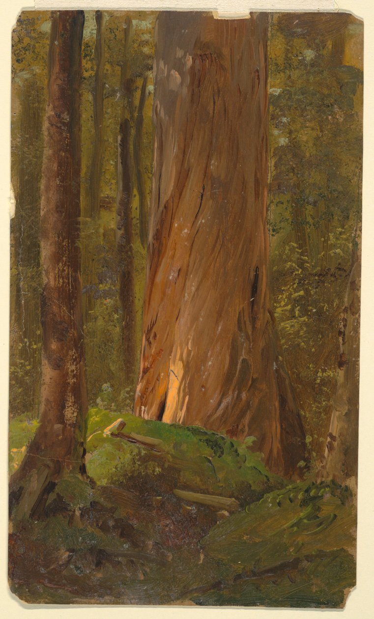 Maine Woods