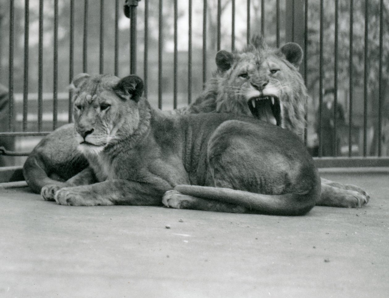 Bir çift aslan, Abdullah ve Fatima, Londra Hayvanat Bahçesi, Mayıs 1923 (bw fotoğraf) by Frederick William Bond