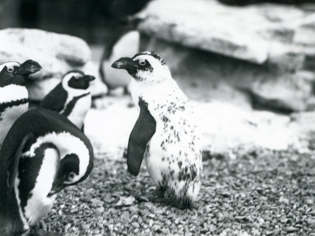 Küçük bir Kara Ayaklı Penguen grubu, Mayıs 1914