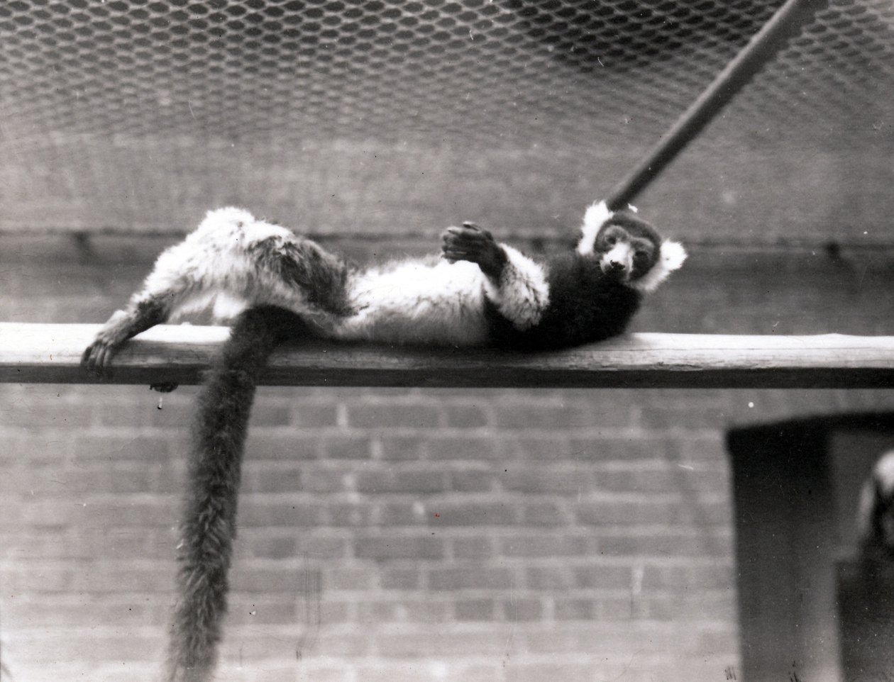 fırfırlı lemur by Frederick William Bond