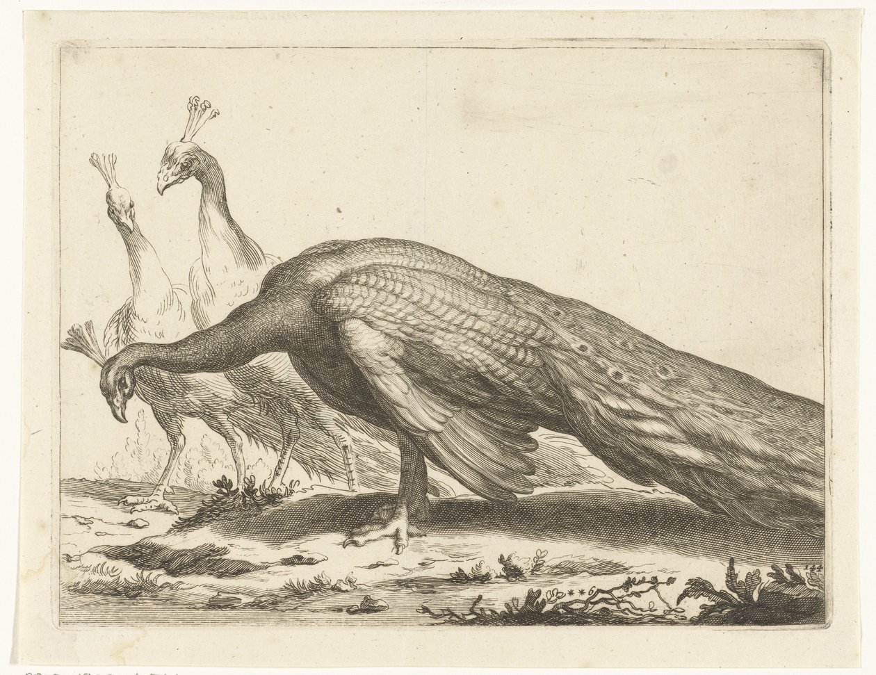 tavus kuşu Abraham Bloemaert