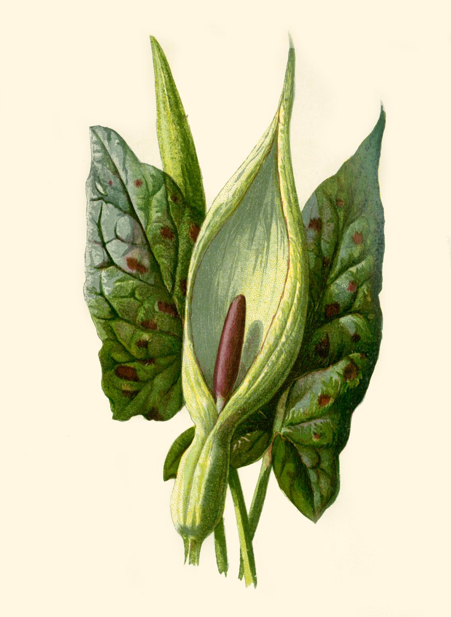 Arum veya Guguklu Bira bardağı, 1877. by Frederick Edward Hulme