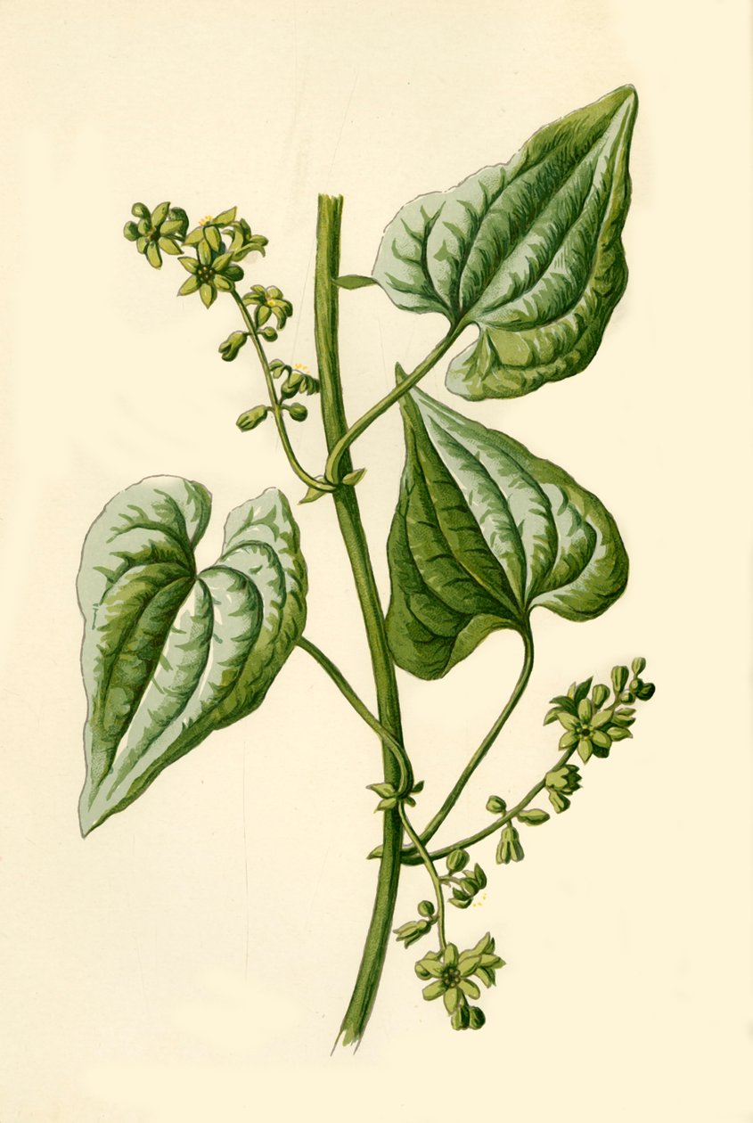 Kara Bryony, 1877. by Frederick Edward Hulme