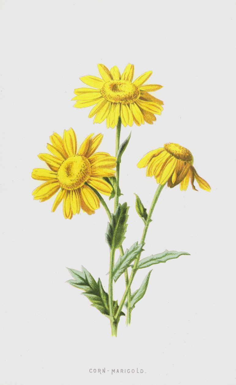 Mısır-Marigold (kromolitho) by Frederick Edward Hulme