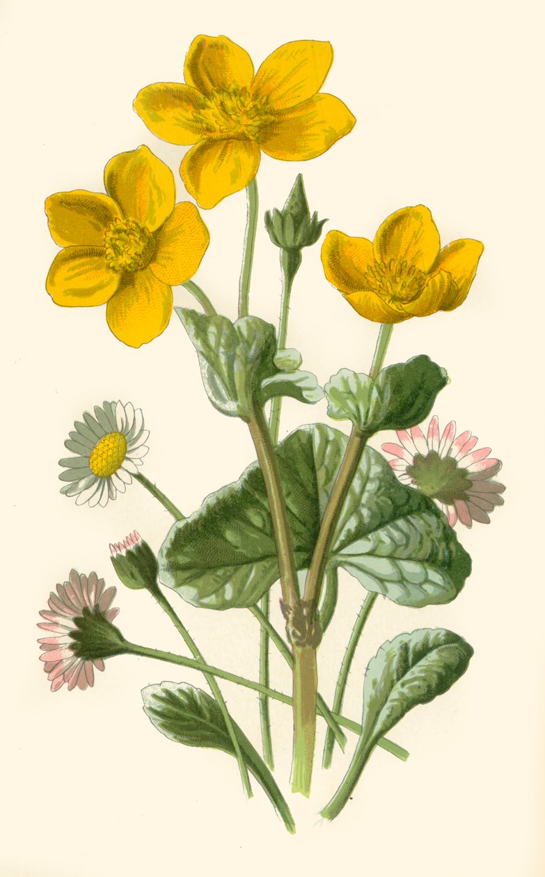 Daisy ve Marsh-Marigold, 1877. by Frederick Edward Hulme