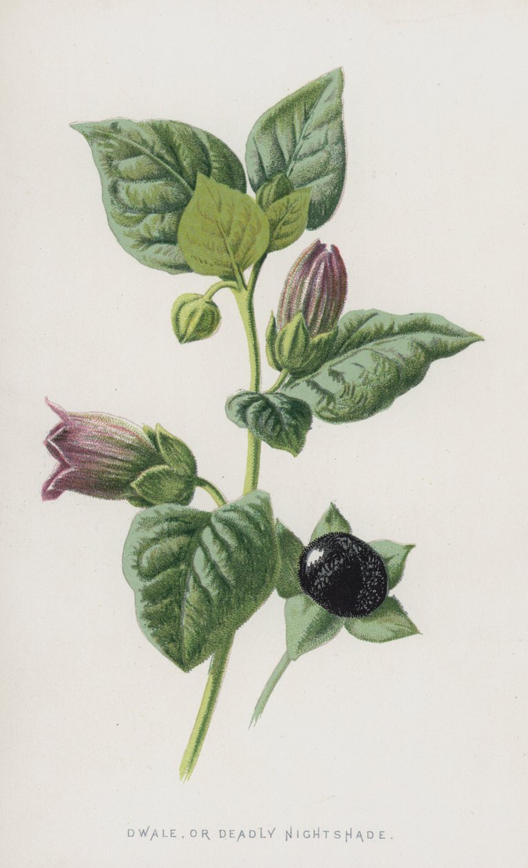 Dwale veya Ölümcül İtüzümü (chromolitho) by Frederick Edward Hulme