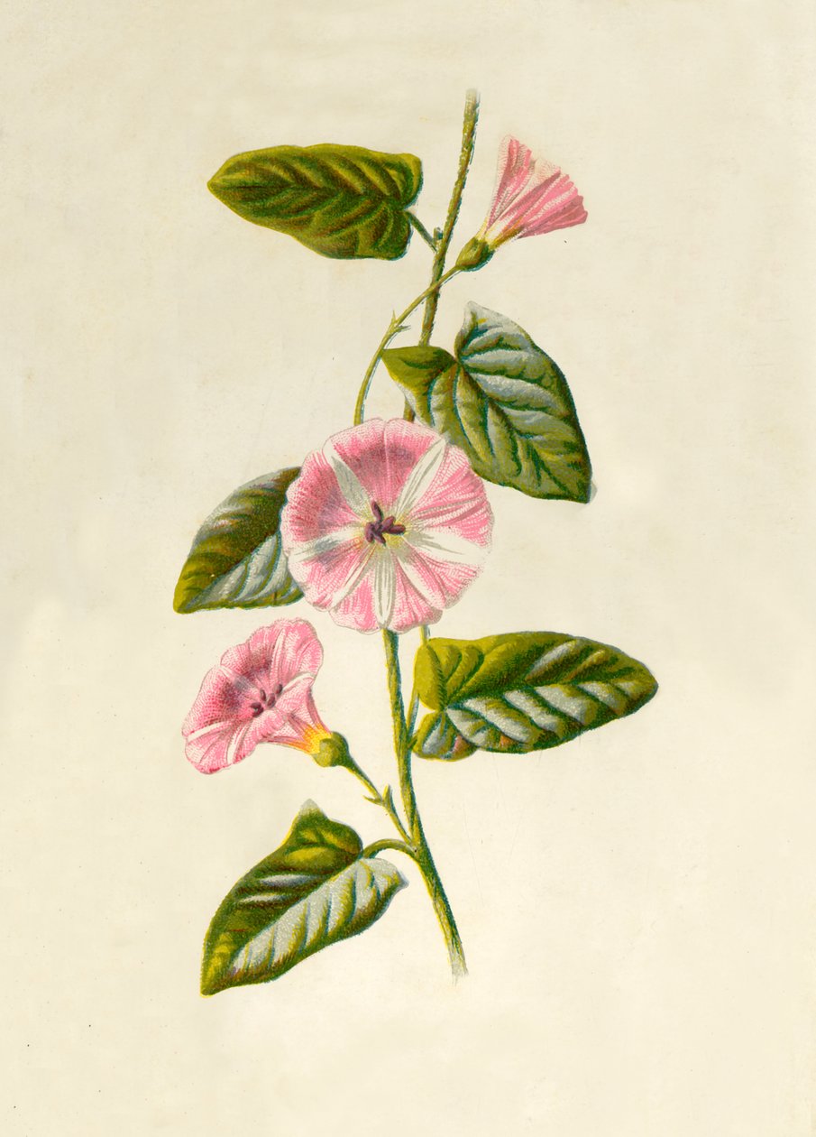 Field-Convolvulus, 1877. by Frederick Edward Hulme