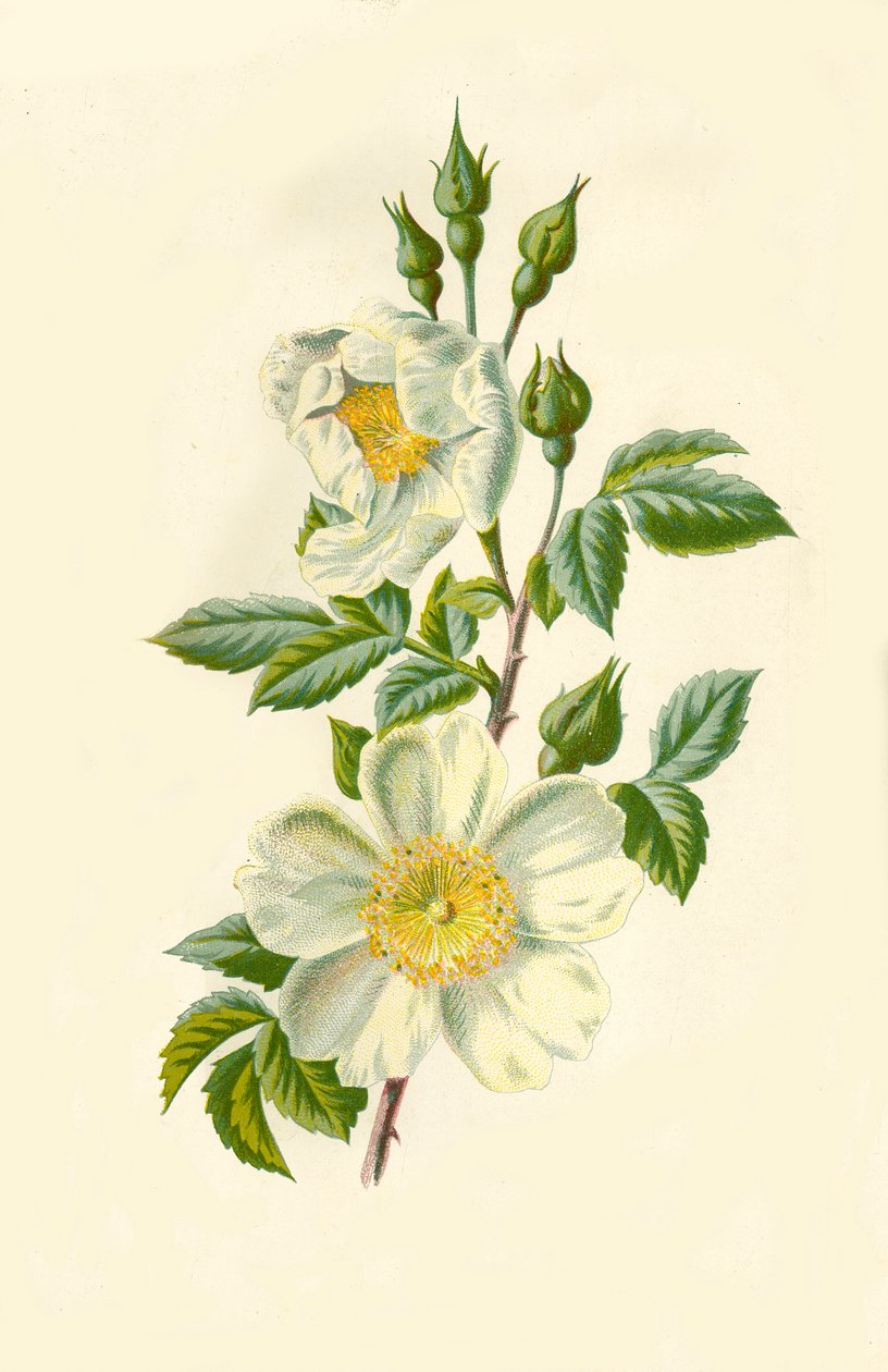 Tarla Gülü, 1877. by Frederick Edward Hulme
