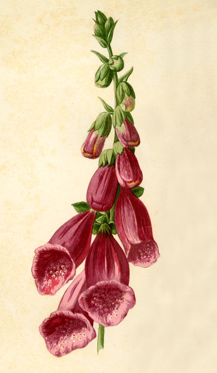 Yüksükotu, 1877. by Frederick Edward Hulme