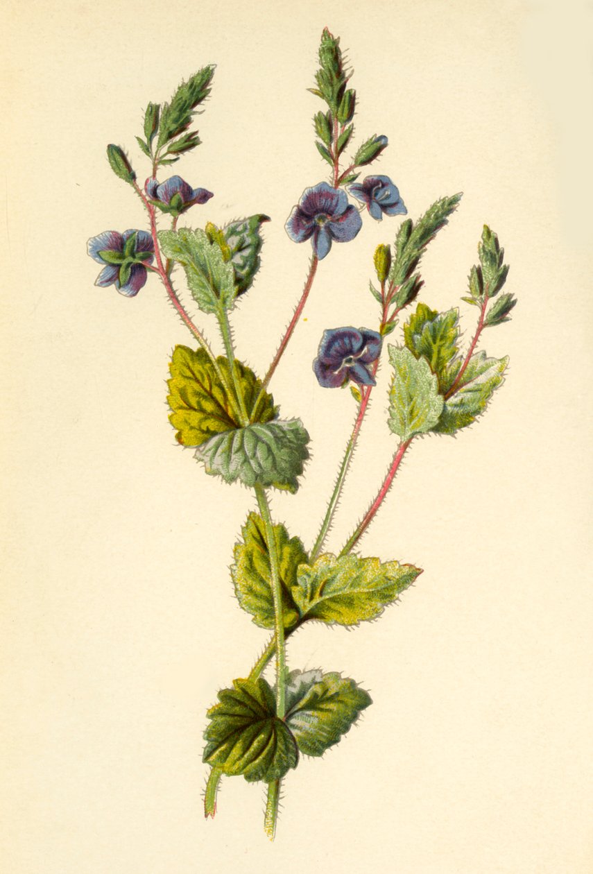Alman Speedwell, 1877. by Frederick Edward Hulme