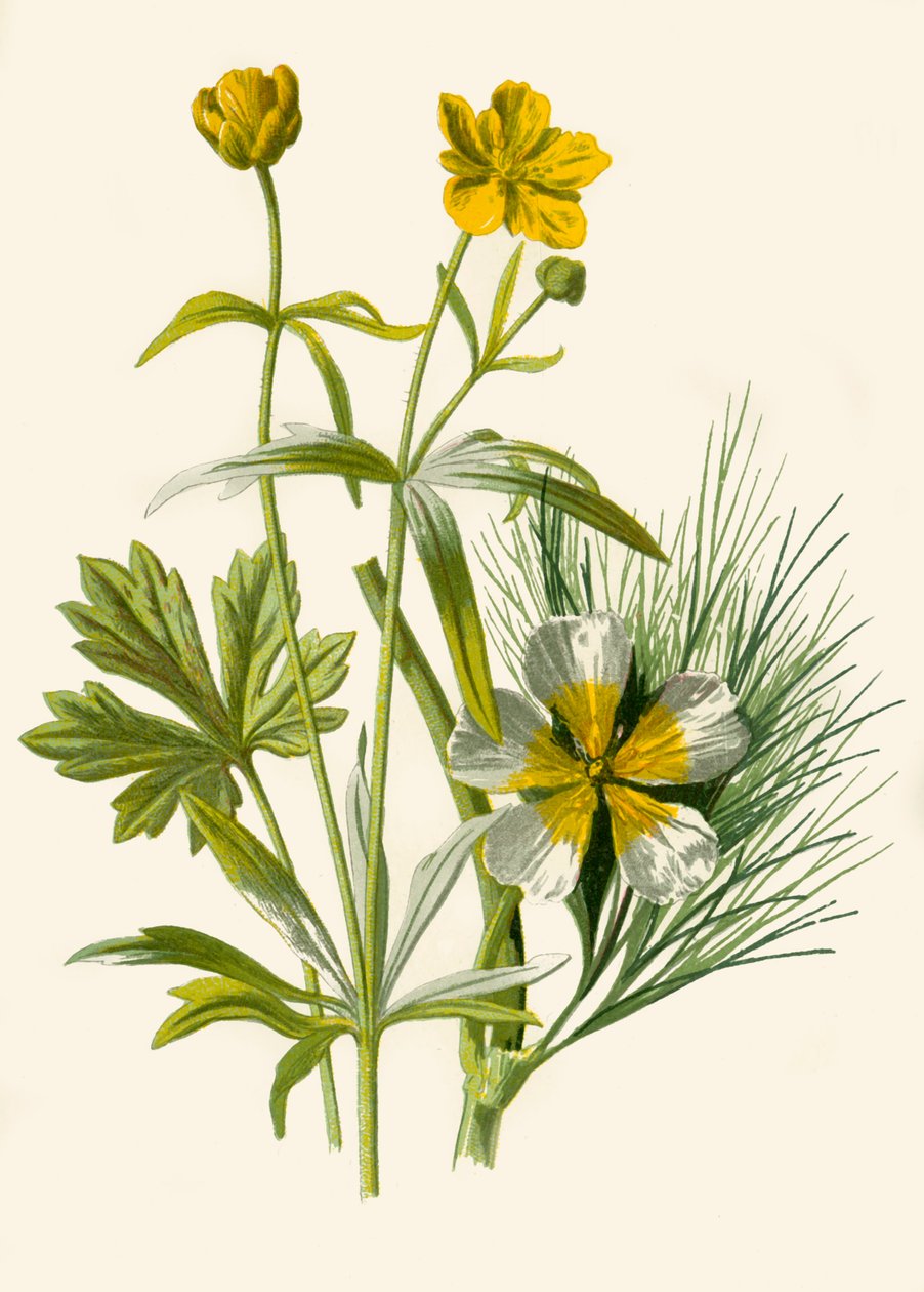 Goldilock