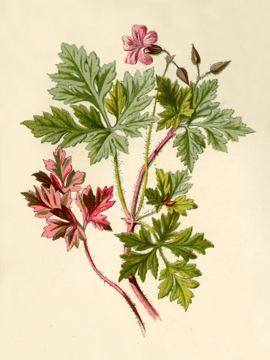 Herb-Robert, 1877. by Frederick Edward Hulme