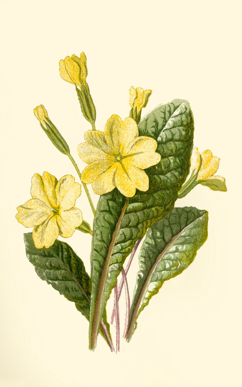 Çuha çiçeği, 1877. by Frederick Edward Hulme
