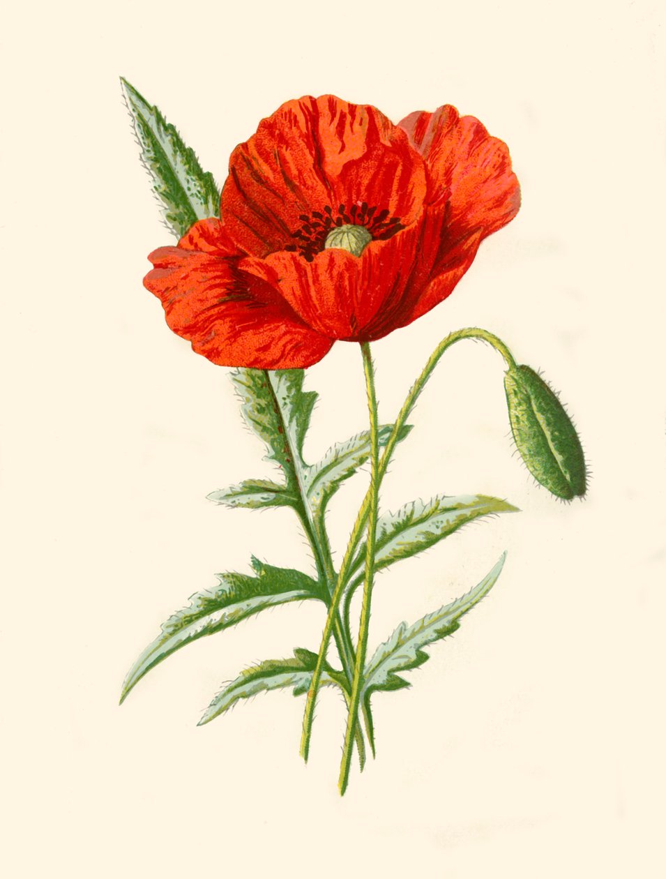 Kızıl Haşhaş, 1877. by Frederick Edward Hulme