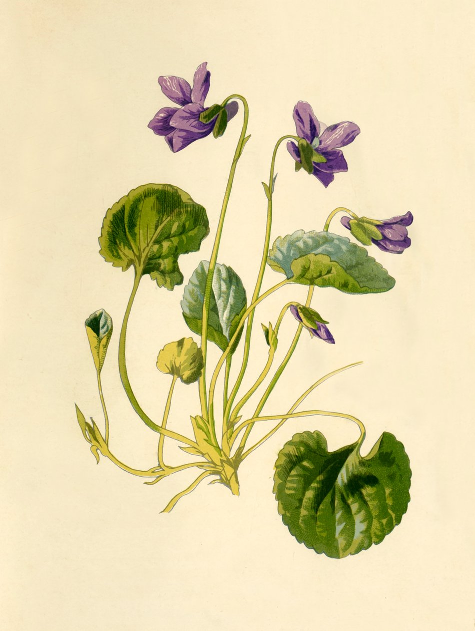 Tatlı Menekşe, 1877. by Frederick Edward Hulme