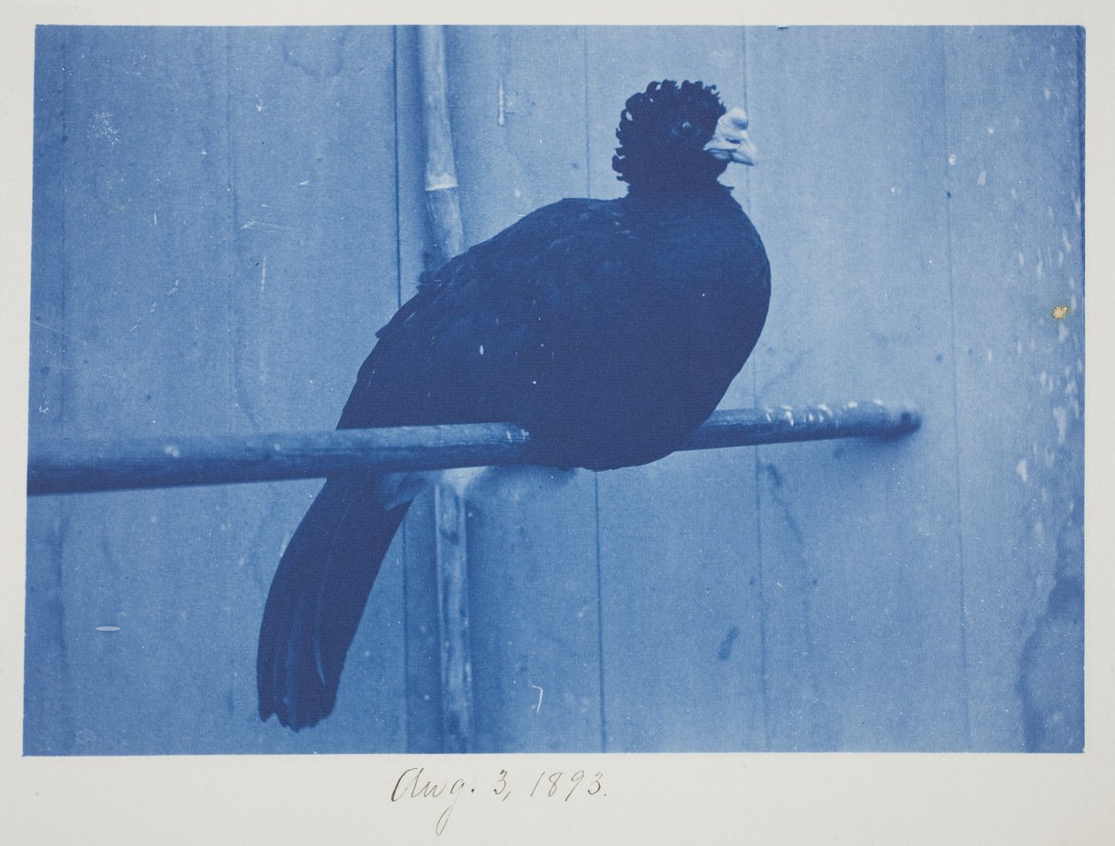 Büyük Curassow, 3 Ağustos by Frederick K. Coulson