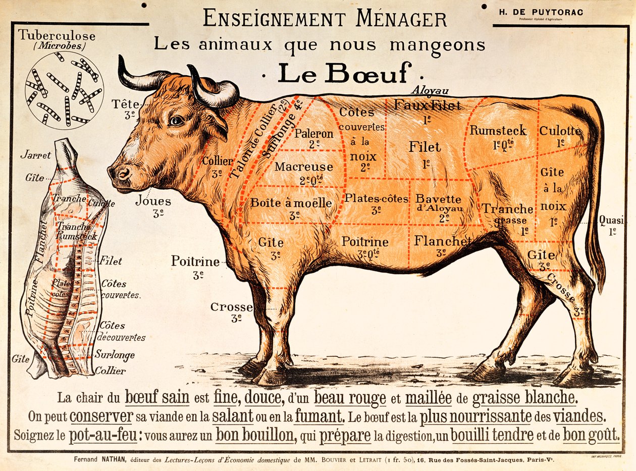 Beef: diagram depicting the different cuts of meat  by French School