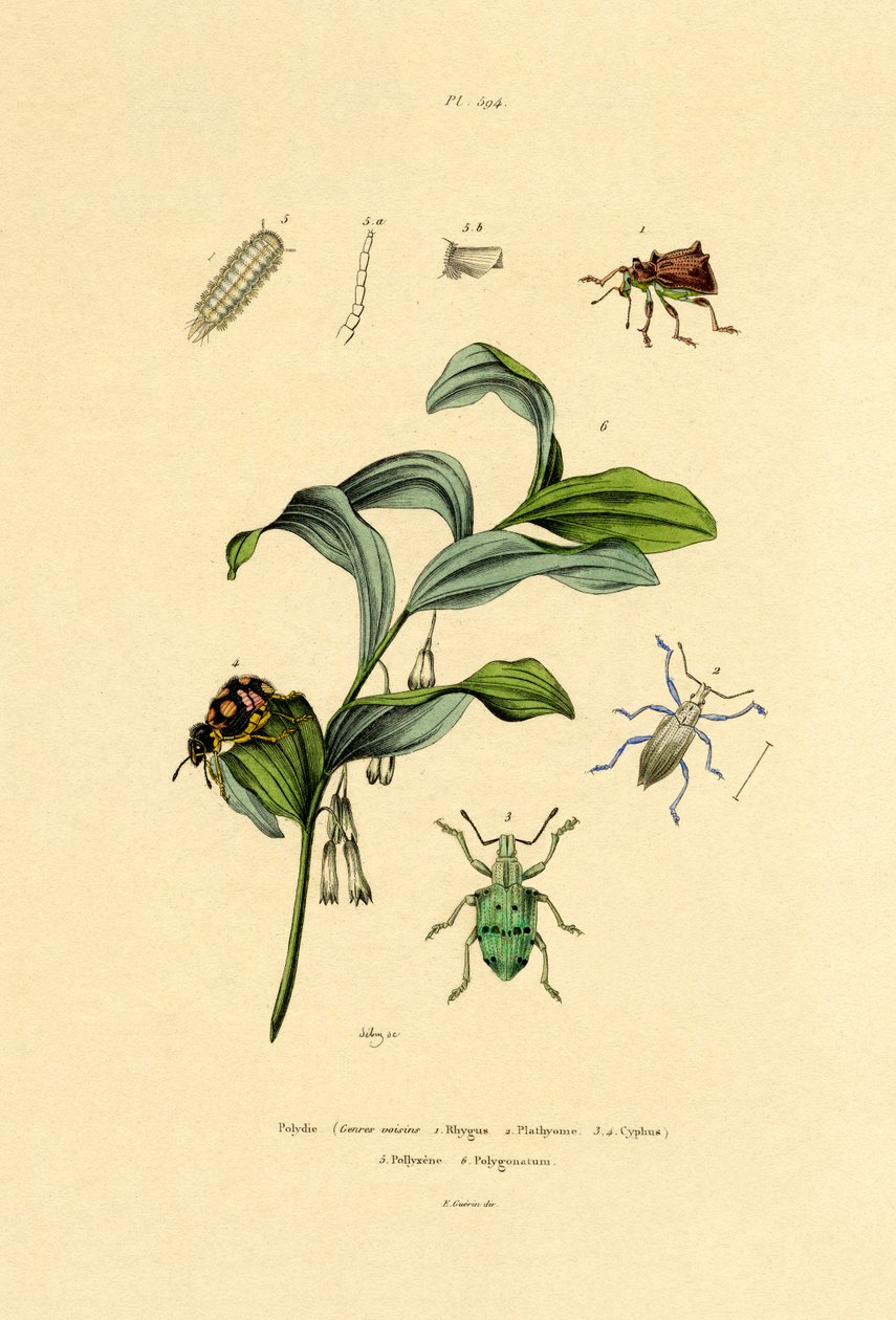 Böcekler, 1833-39 by French School