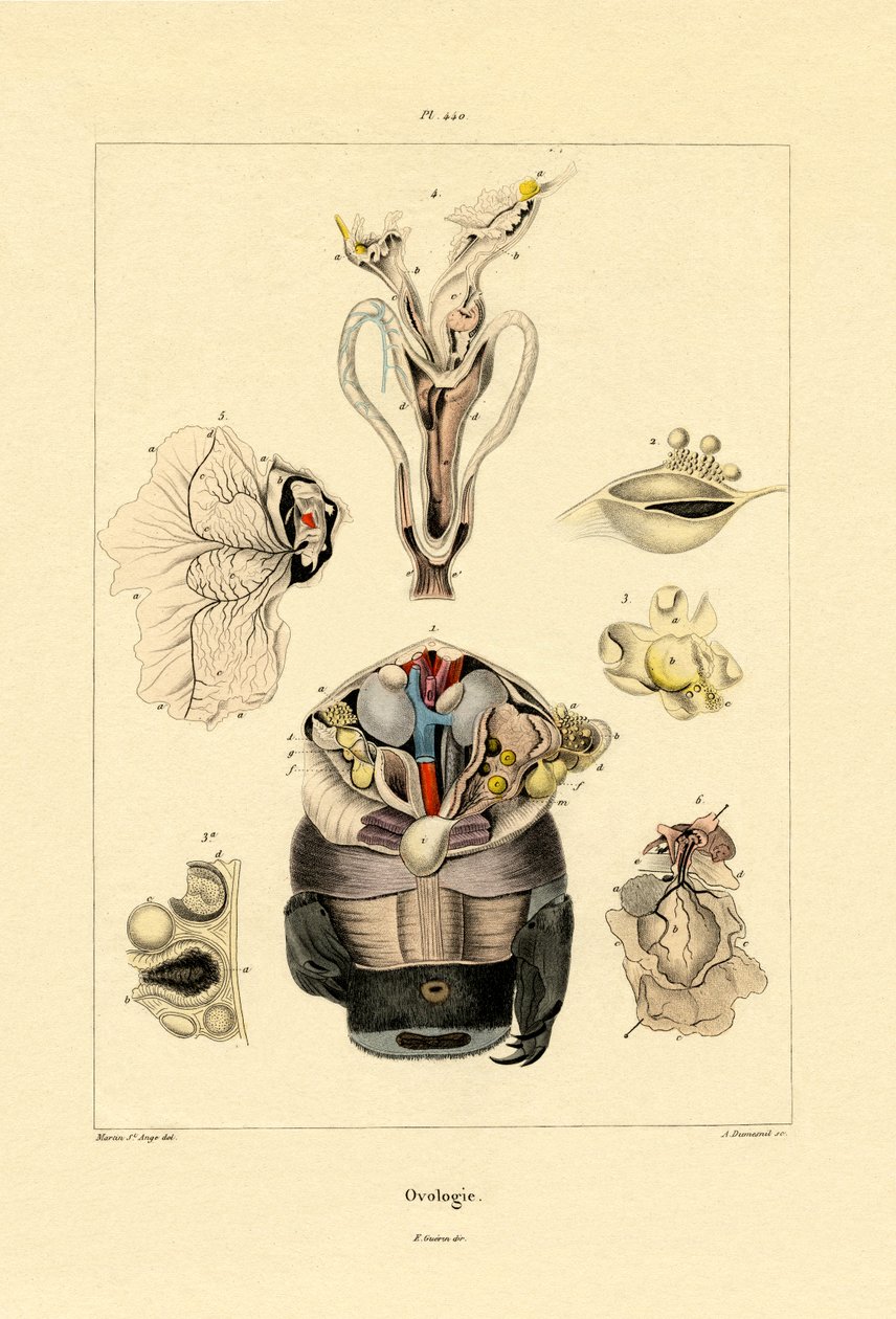 Ovoloji, 1833-39 by French School