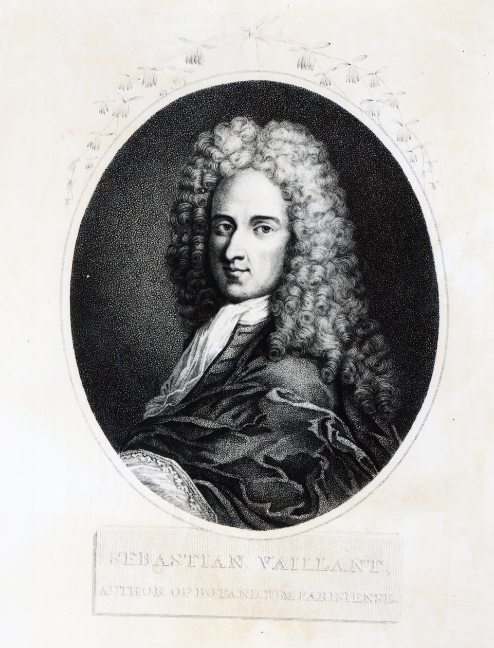 Sebastian Vaillant by French School