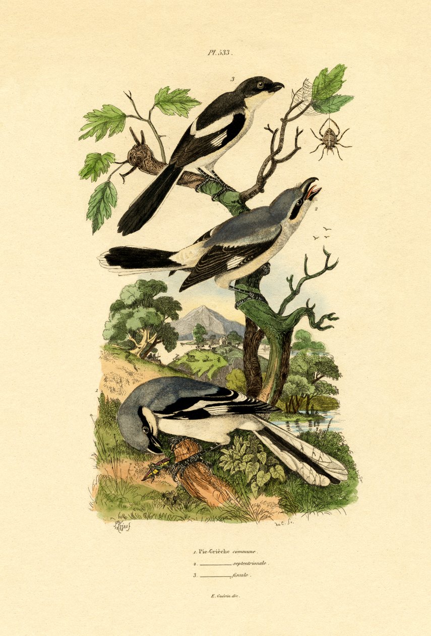 Örümcekler, 1833-39 by French School