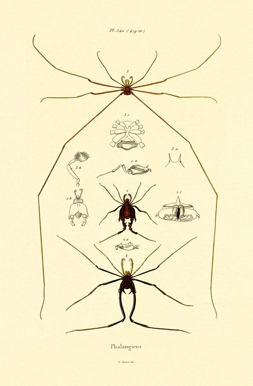 Örümcekler, 1833-39 by French School