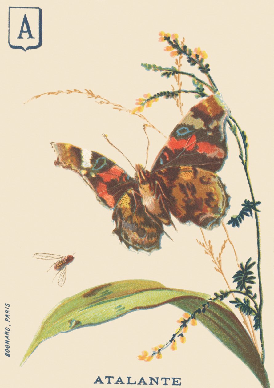 A: Atalante (Vanessa atalanta veya Vulcan) by French School