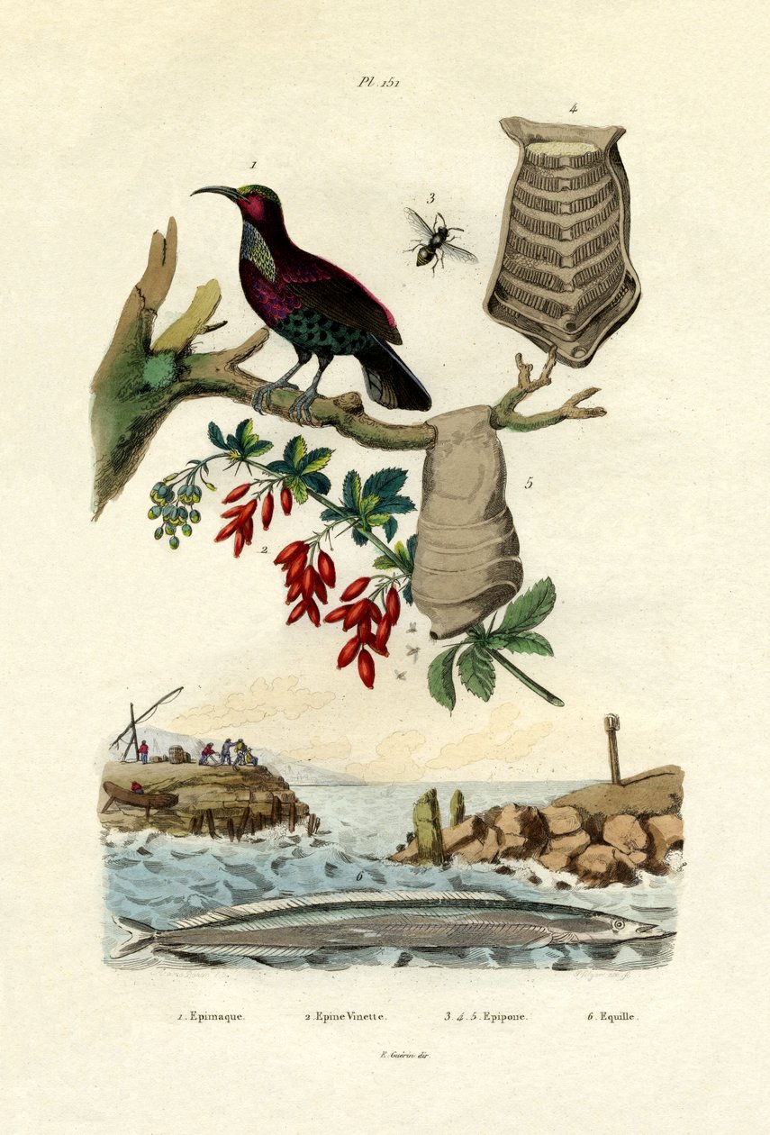 Cennet Kuşu, 1833-39 by French School