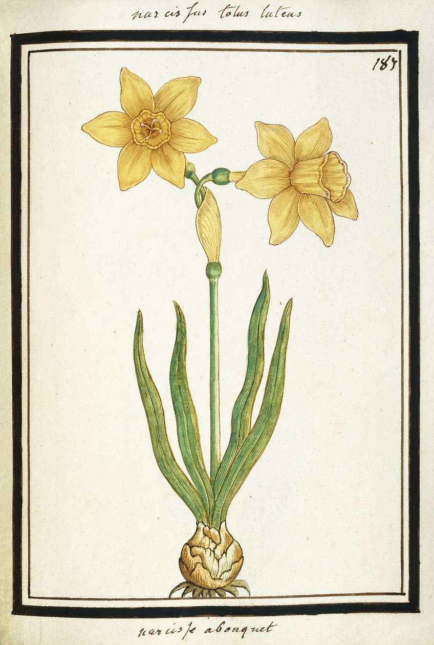 Buket Nergis, c.1700 by French School