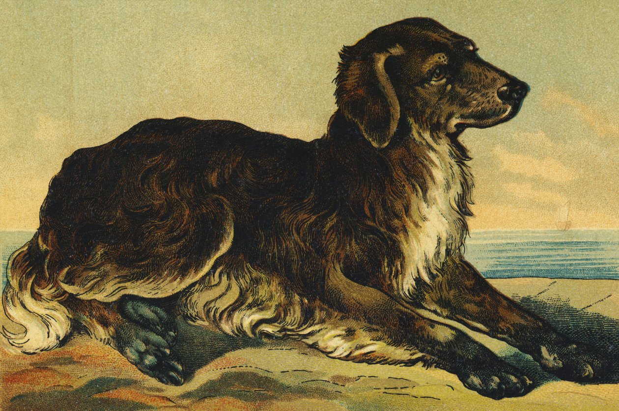Köpek olarak C by French School