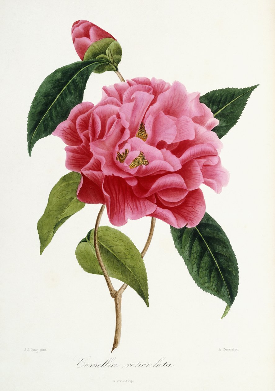 Kamelya reticulata, 1839-1943 by French School