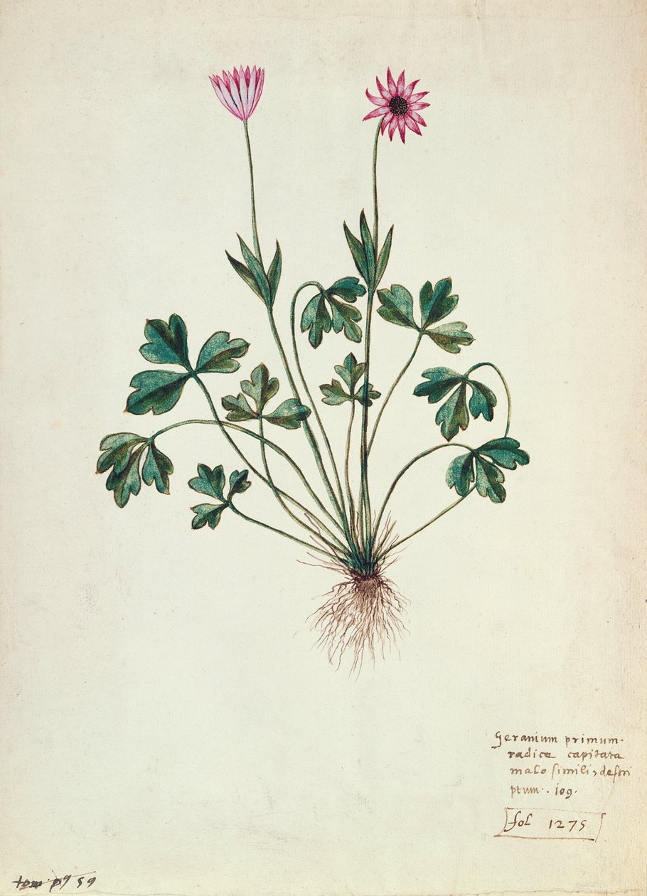 Fol.1275 Sardunya (kağıt üzerinde wc) by French School