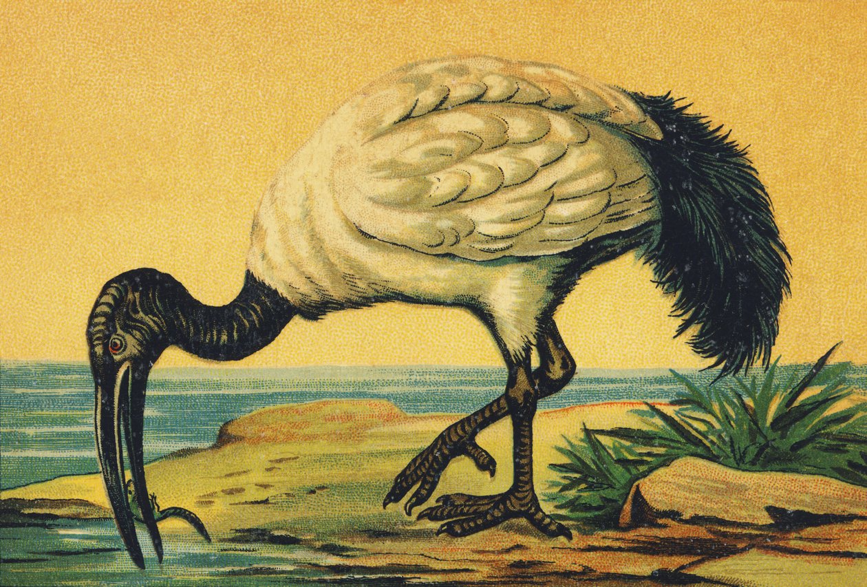 Ibis olarak by French School