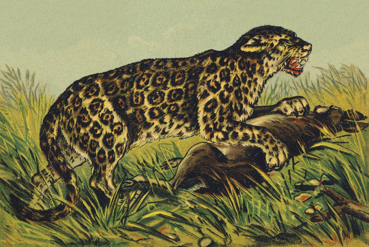Jaguar olarak J by French School