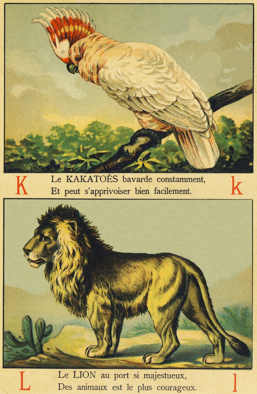 Kakatoes olarak K ve Aslan olarak L by French School