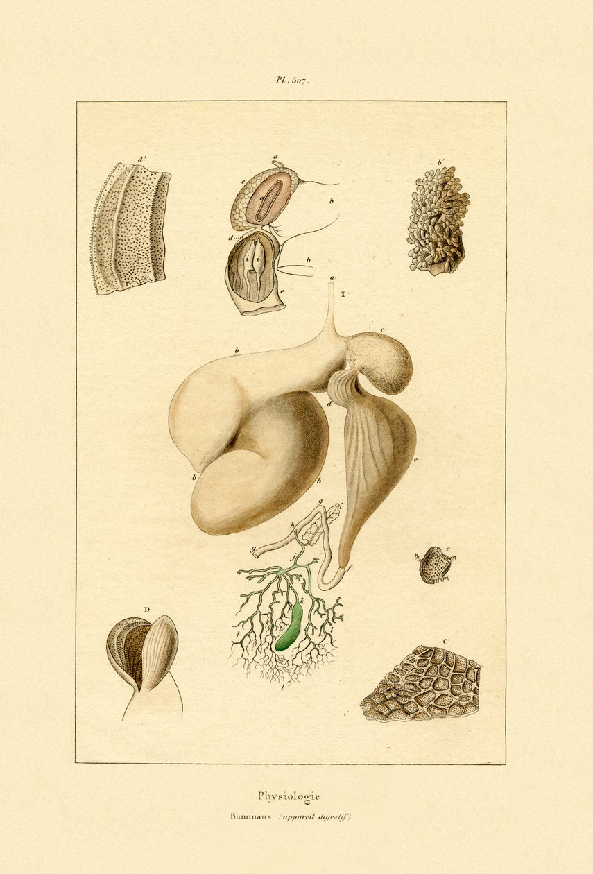 Mide, 1833-39 by French School