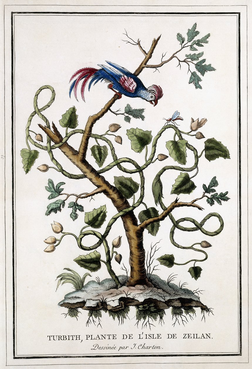 Turbith, Zeilan Adası bitkisi, 1784 by French School
