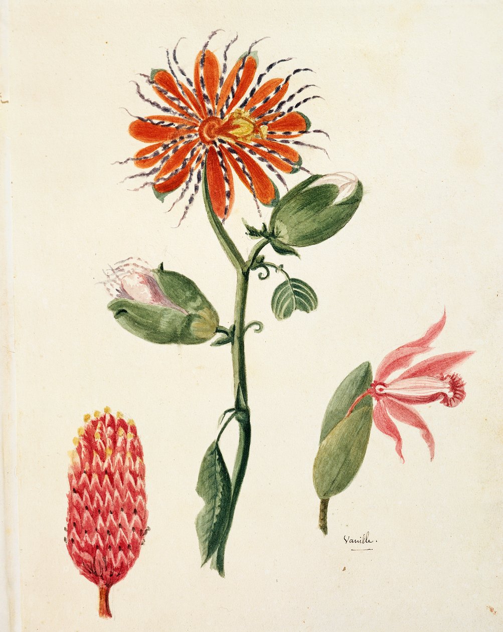 Vanilya orkide (vanilya planifolia) tarafından Lejeune by French School