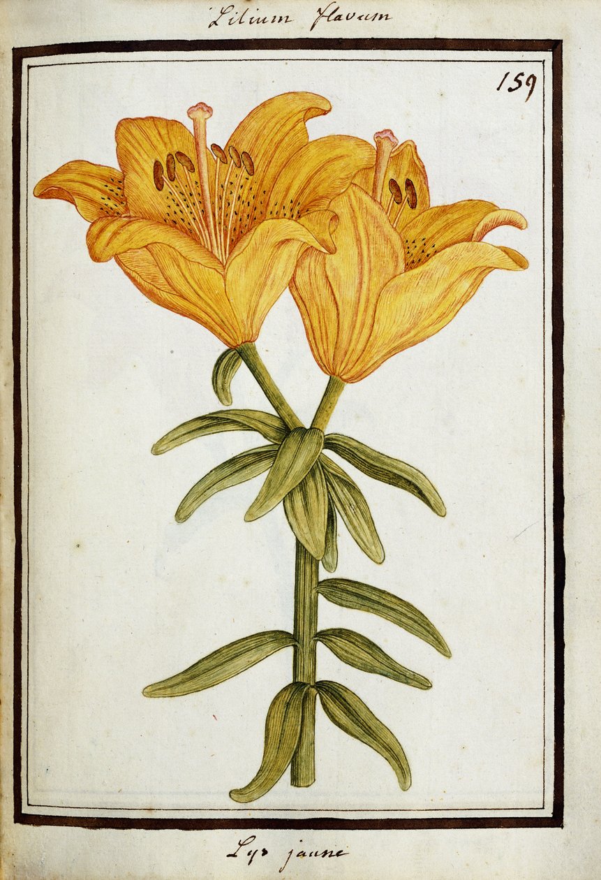 Sarı Zambak, c.1700 by French School