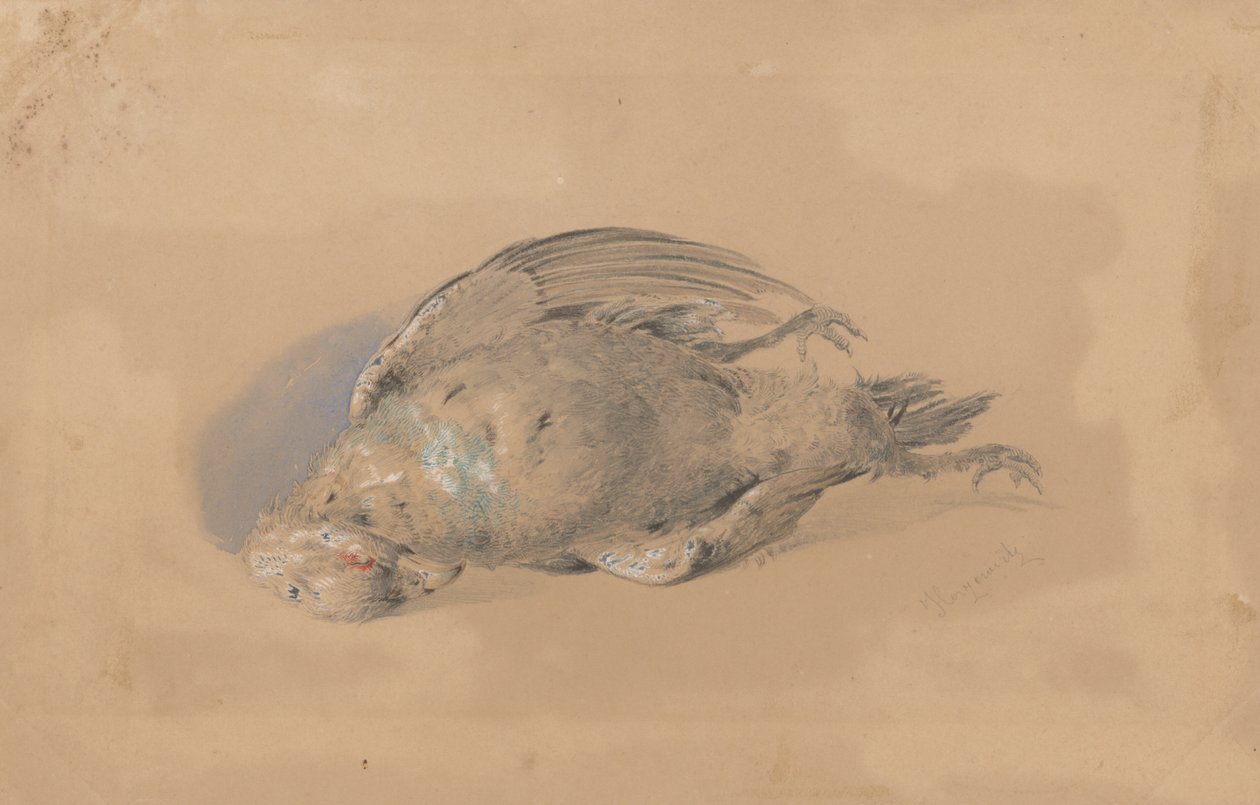 ölü orman tavuğu by Friedrich Carl von Scheidlin