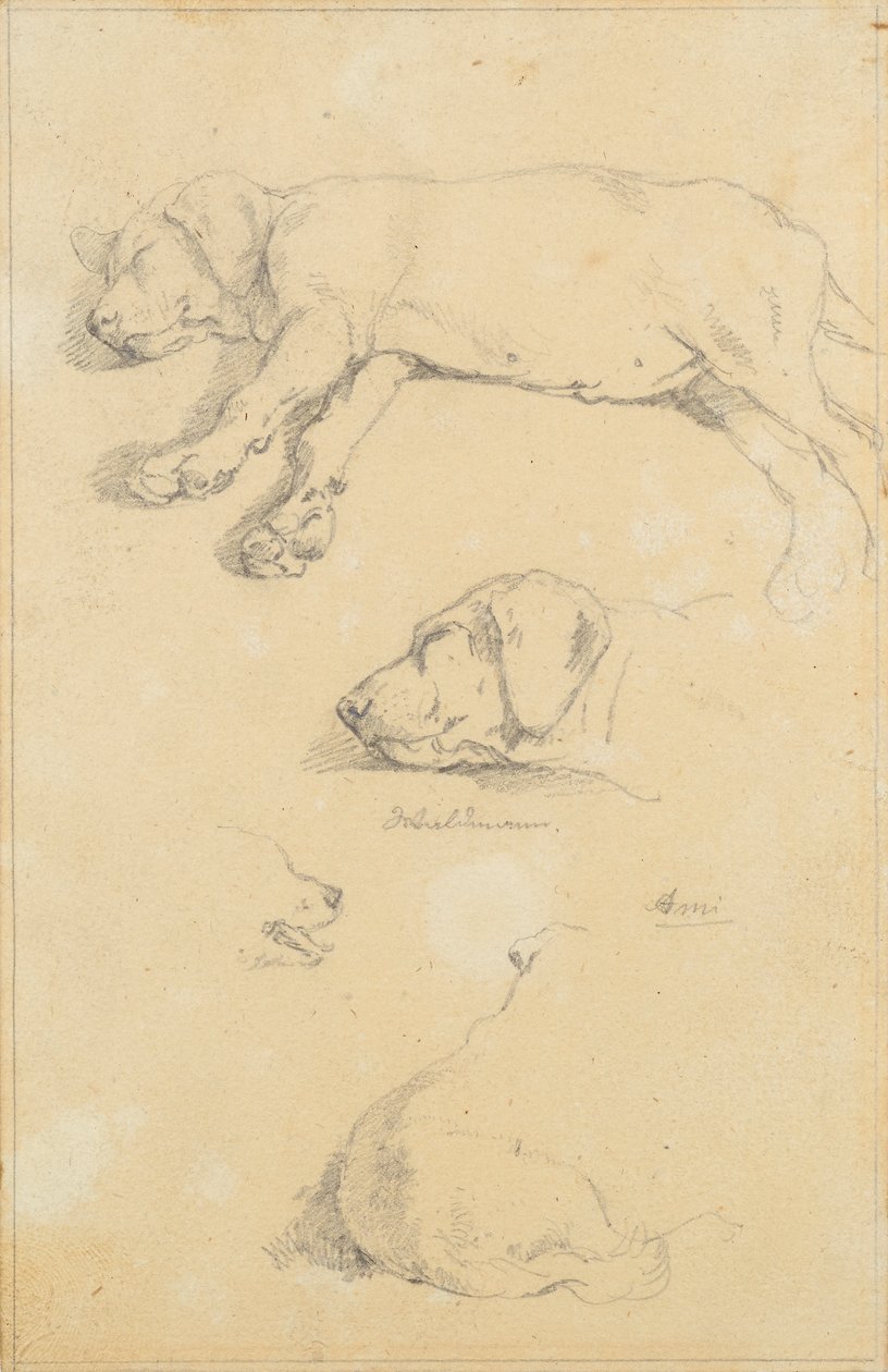 Köpek çalışmaları: Waldmann ve Ami by Friedrich August Mathias Gauermann