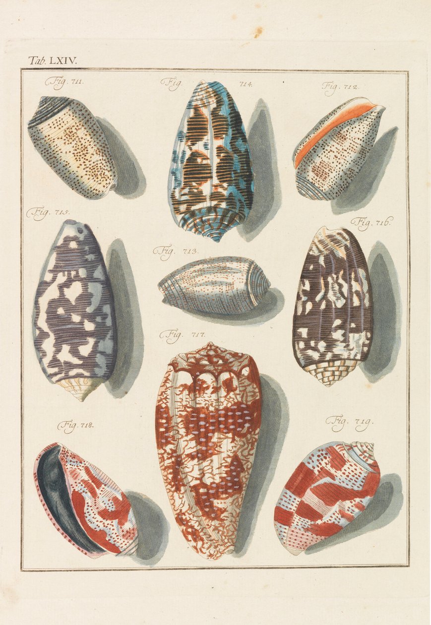 Yeni sistematik konchylia kabini, 1768. by Friedrich Heinrich Wilhelm Martini