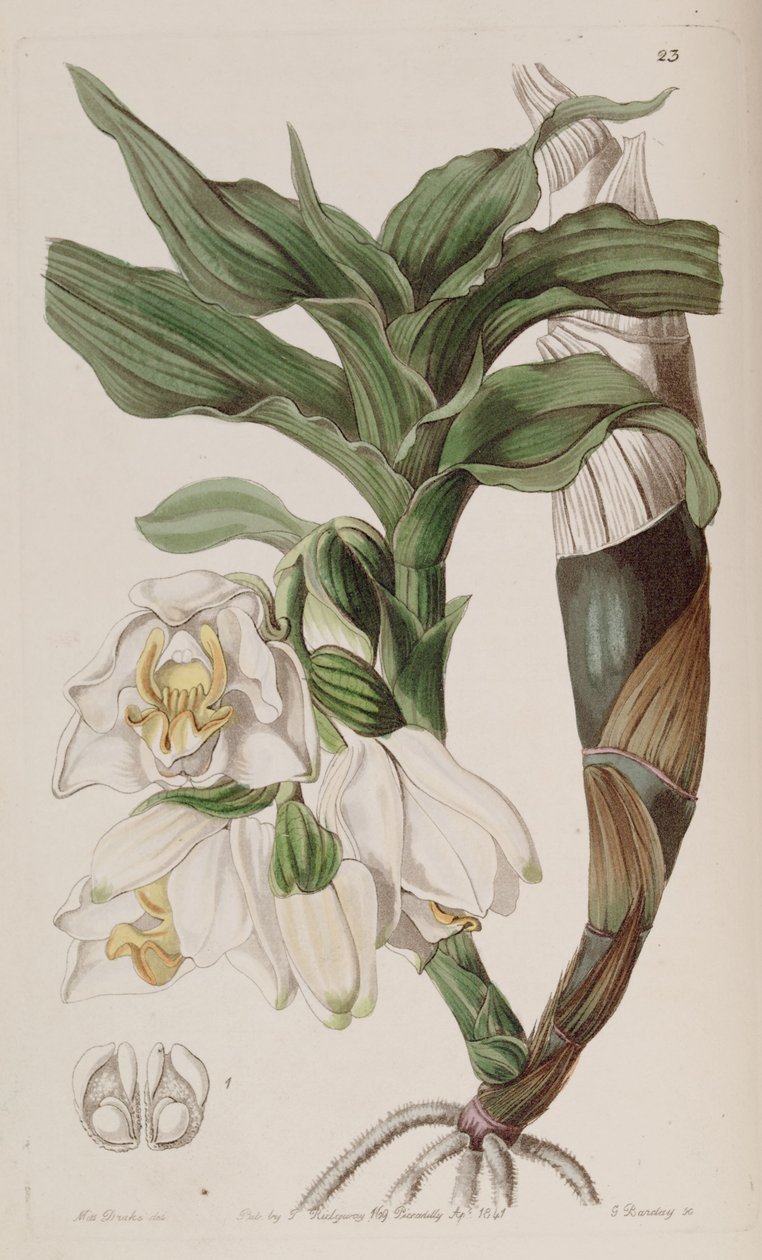 Chsis braktescens by G. Watts