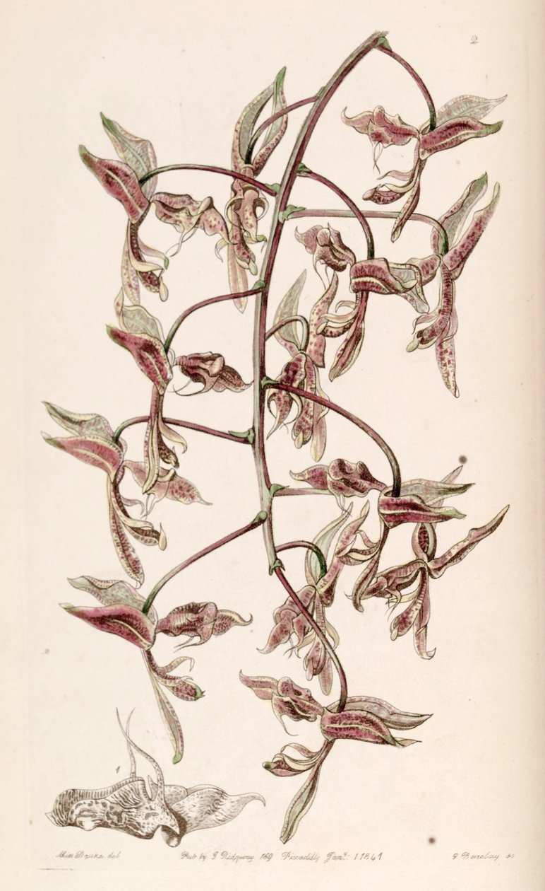 Gongora bufonia by G. Watts