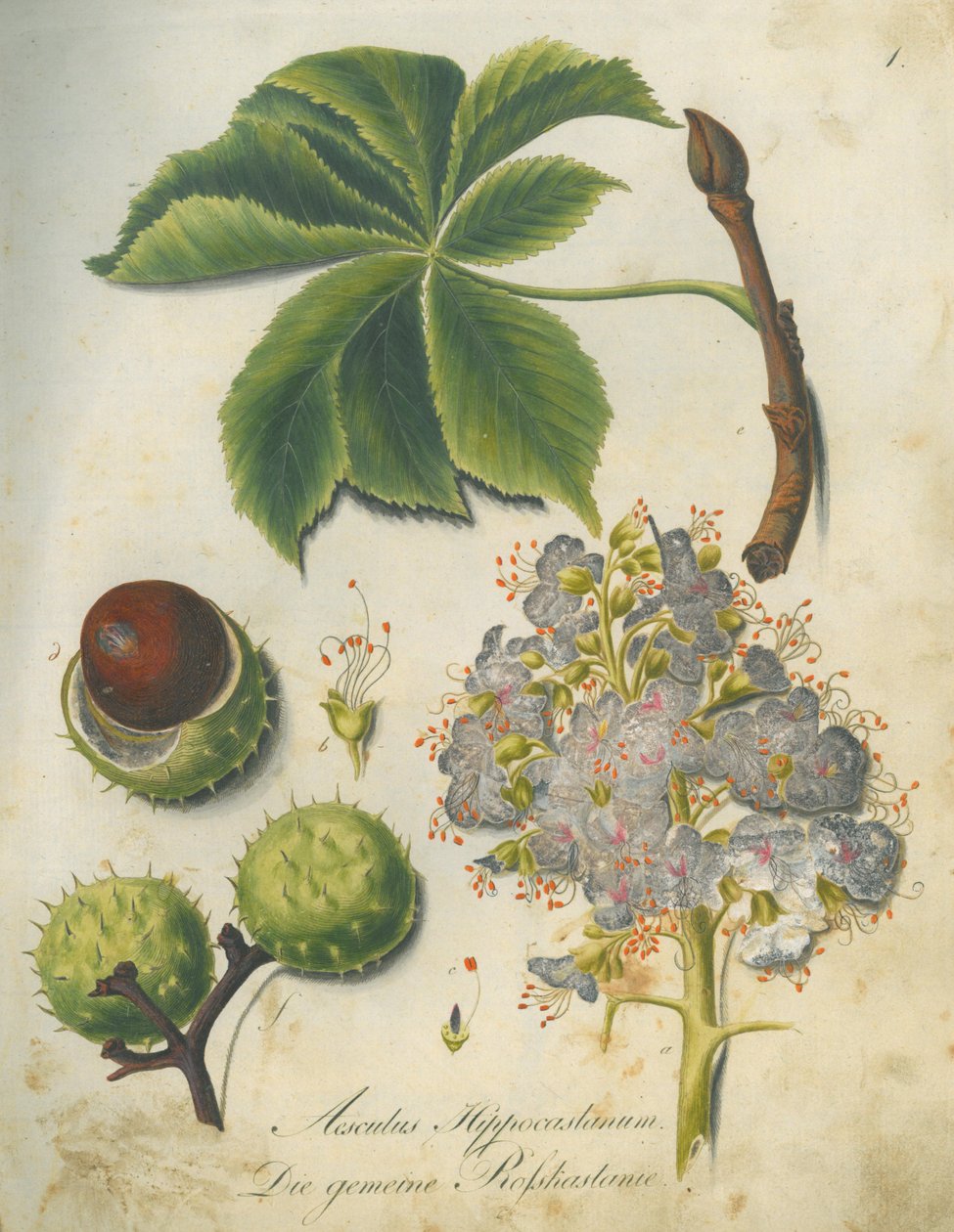 At Kestanesi (Aesculus hippocastanum) by G.F. Abel I. D. Reiter