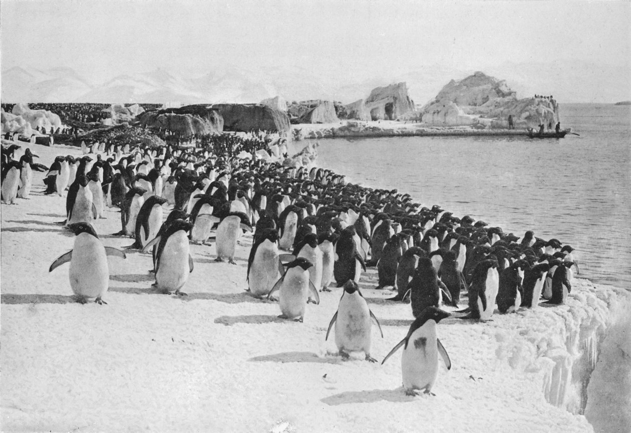 Penguenler Gezinti Yolu, c1911, 1913. by G. Murray Levick