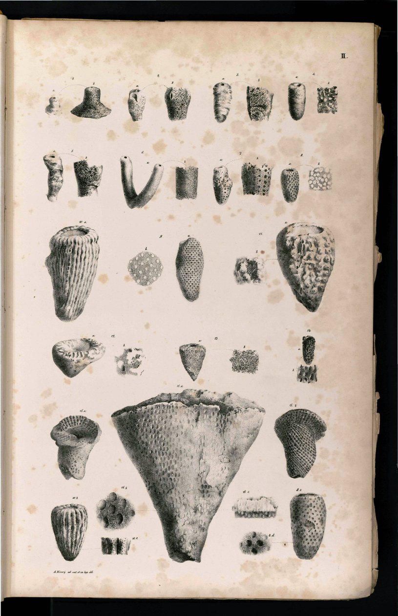 Tablo by Georg August Goldfuß
