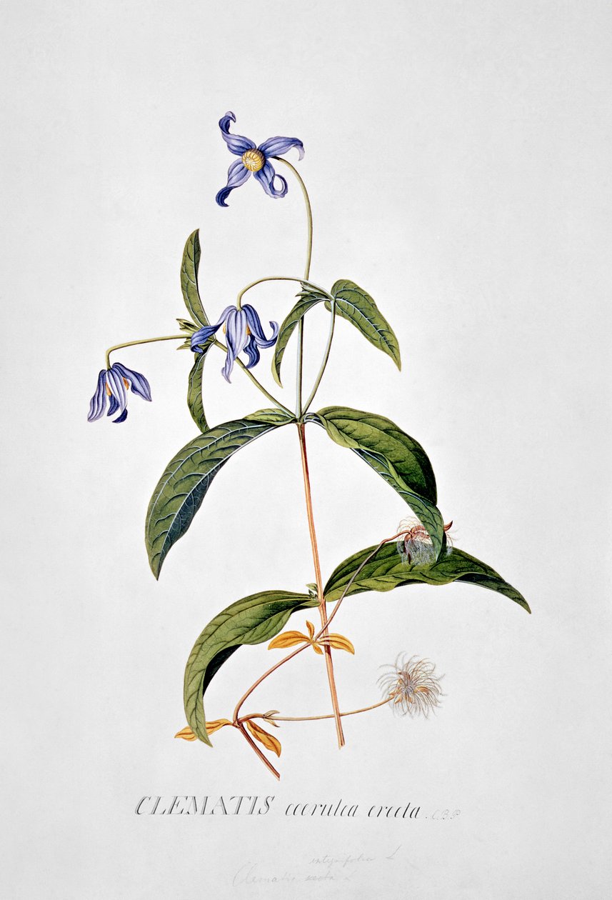 Akasma: Integrafolia by Georg Dionysius Ehret