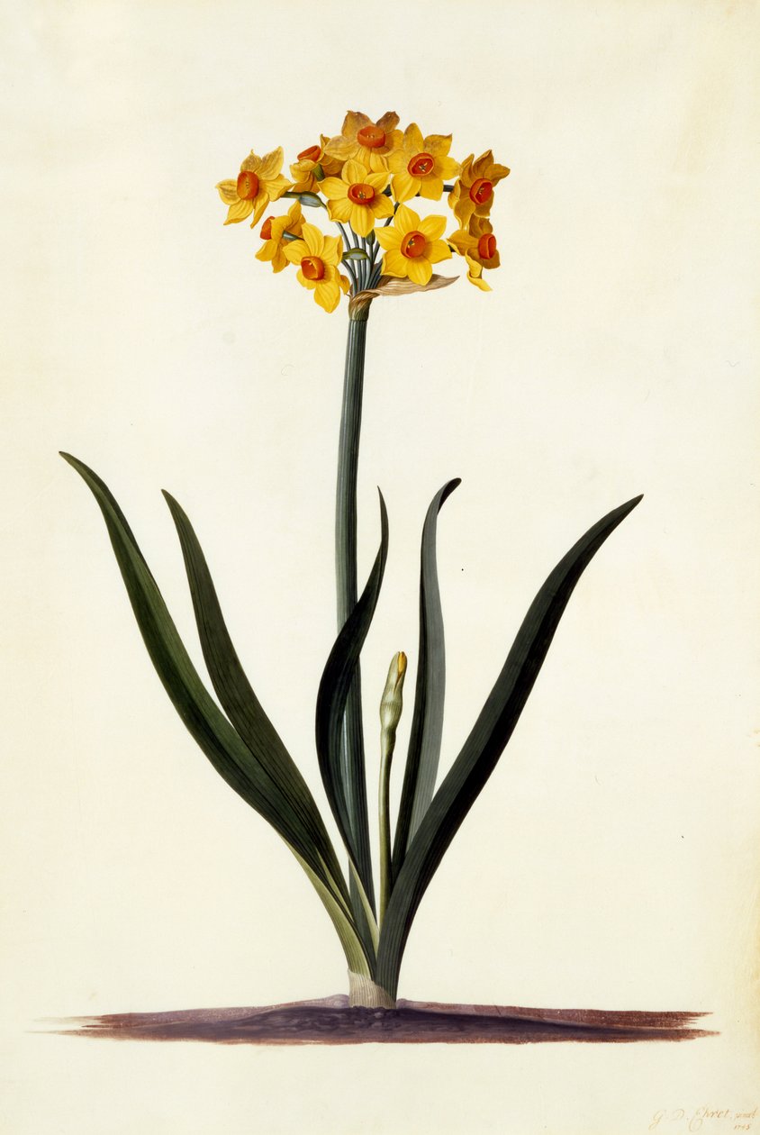Narcissus, c.1745 (el boyaması gravür) by Georg Dionysius Ehret